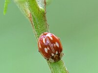 Myzia oblongoguttata