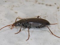 Nebria brevicollis #12999 : Nebria brevicollis