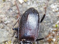 Nebria salina