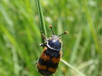 Nicrophorus sp