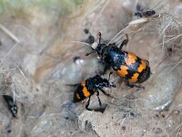 Nicrophorus vespillo