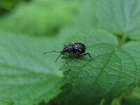 Otiorhynchus gemmatus