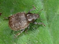 Philopedon plagiatus