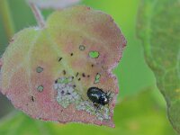 Phratora vitellinae 2, Bronsgriendhaantje, Saxifraga-Tom Heijnen
