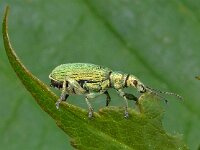 Phyllobius maculicornis