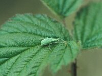 Phyllobius pomaceus, Nettle Weevil
