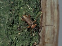 Phymatodes testaceus, Tanbark Borer
