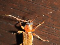 Phymatodes testaceus 3, Veranderlijke boktor, Saxifraga-Rutger Barendse