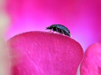 Plagiodera versicolora