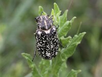 Polyphylla fullo 3, Julikever, Saxifraga-Peter Meininger,