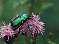 Potosia cuprea, Rose Chafer