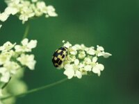 Propylea quatuordecimpunctata 10, Schaakbordlieveheersbeestje, Saxifraga-Frits Bink