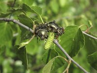 Protaetia cuprea 5, Saxifraga-Rob Felix : Animalia, Arthropoda, Coleoptera, Insecta, Project Natuurbalans, animal, arthropod, beetle, dier, dieren, geleedpotige, geleedpotigen, insect, insecten, kever, kevers