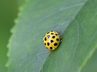 Psyllobora vigintiduopunctata