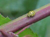 Psyllobora vigintiduopunctata 7, Citroenlieveheersbeestje, Saxifraga-Tom Heijnen