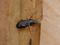 Pterostichus anthracinus