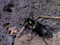 Pterostichus cupreus