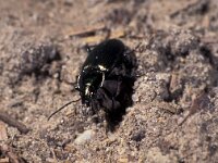 Pterostichus cupreus 2, Saxifraga-Frits Bink