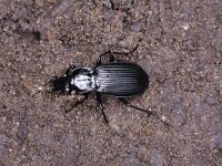 Pterostichus niger 2, Grote zwartschild, Saxifraga-Rutger Barendse