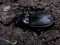 Pterostichus niger 3, Grote zwartschild, Saxifraga-Rutger Barendse