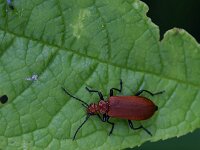 Pyrochroa serraticornis