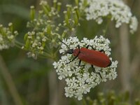 Pyrochroa coccinea 6, Zwartkopvuurkever, Saxifraga-Jan van der Straaten