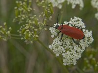 Pyrochroa coccinea 8, Zwartkopvuurkever, Saxifraga-Jan van der Straaten