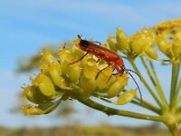Rhagonycha fulva 16, Rode weekschildkever, Peter Meininger