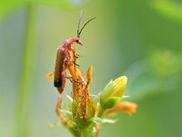 Rhagonycha fulva 20, Rode weekschild, Saxifraga-Tom Heijnen