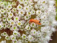 Rhagonycha fulva 27, Rode weekschild, Saxifraga-Tom Heijnen