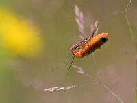 Rhagonycha fulva 31, Rode weekschild, Saxifraga-Tom Heijnen