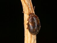 Rhyzobius chrysomeloides