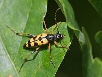 Rutpela maculata 12, Geringelde smalboktor, Saxifraga-Tom Heijnen