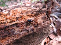 Scaphidium maculatum