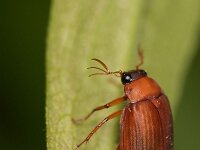 Serica brunna 4, Roestbruine bladsprietkever, Saxifraga-Tom Heijnen