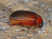 Serica brunna #08018 : Serica brunna, Roestbruine Bladsprietkever