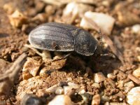 Silpha obscura