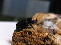 Sinodendron cylindricum, Rhinoceros Beetle