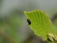Smaragdina flavicollis
