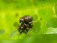 Stenopelmus rufinasus