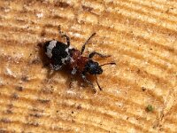 Thanasimus formicarius 3, Mierkever, Saxifraga-Gerard de Jong : Insect, Kever, Macro, Mierenkever, Overig, Saxifraga Beeldbank, Thanasimus formicarius