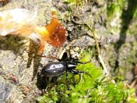 Trachyzelotes pedestris