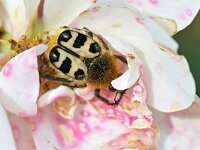 Trichius fasciatus 16, Penseelkever, Saxifraga-Tom Heijnen