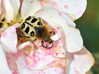 Trichius fasciatus 17, Penseelkever, Saxifraga-Tom Heijnen