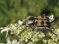 Penseelkever N0508 : Penseelkever, Trichius fasciatus