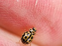 Tytthaspis sedecimpunctata