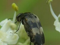 Variimorda villosa 6, Viltbandkevertje, Saxifraga-Ben Delbaere  IICSA