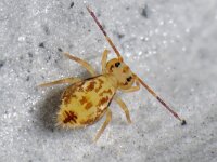 Dicyrtomina saundersi #40042..5 : Dicyrtomina saundersi, juveniele instar