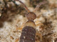 Entomobrya albocincta 4, Saxifraga-Ab H Baas