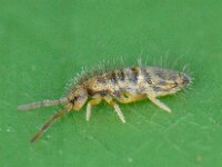 Entomobrya multifasciata 4, Saxifraga-Ab H Baas